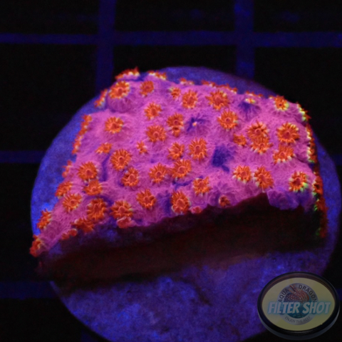 Cyphastrea spp. „Rainbow Skittles“ WYSIWYG „AD Special“