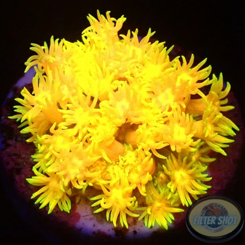 Goniopora spp. „Super Nova“ WYSIWYG