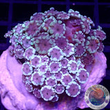 Alveopora spp. „Ultra Trio“ WYSIWYG „AD Special“