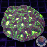 Goniastrea spp. „Matrix“ WYSIWYG „AD Special“