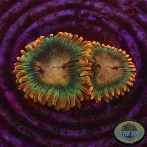 Krustenanemonen „Afro Circus“ AD Special
