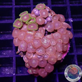 Krustenanemonen „Mixi Daisy“ WYSIWYG