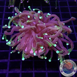Euphyllia glabrescens 🐉 “Dragon Soul”