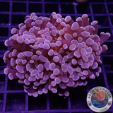 Euphyllia baliensis „Purple Gold“ WYSIWYG „AD Special“