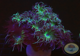 Duncanopsammia axifuga „Daisy“ WYSIWYG