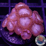 Krustenanemonen „Superman“ WYSIWYG