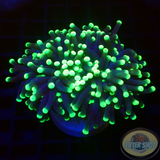 Euphyllia paraglabrescens„Snake“ 🐍 WYSIWYG „AD Special“