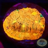 Echinophyllia spp. „Mimo“ WYSIWYG