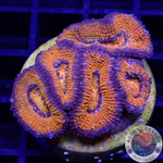 Micromussa spp. „Purp Rim“ WYSIWYG