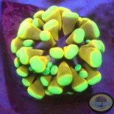 Euphyllia spp. „You Sexy MF.“ AD Sexual Recruits