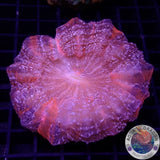 Acanthophyllia deshayesiana „Deadpool“ WYSIWYG