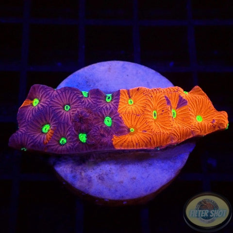 Favites spp. „Ultra Warrior“ WYSIWYG „AD Special“