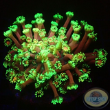 Goniopora spp. „Master Flower“ WYSIWYG