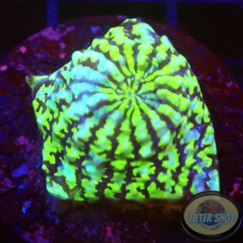 Echinophyllia spp. „Hypnotic Zombie“ WYSIWYG „AD Special“