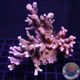 Montipora samarensis „Double Trouble“ WYSIWYG „AD Special“