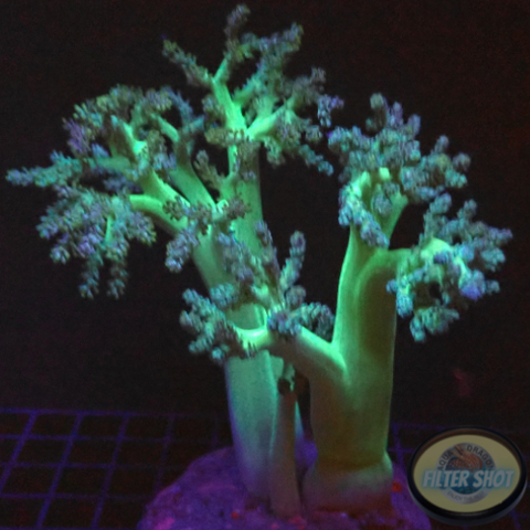 Capnella spp. “Toxic Tree”