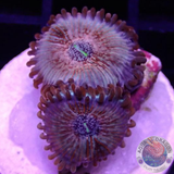 Krustenanemonen „Seduction“ WYSIWYG „AD Special“