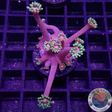 Goniopora spp. „Freaky Flower“ AD Special