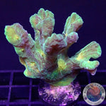 Pectinia spp. „Space Invader“ WYSIWYG