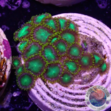 Krustenanemonen „Radioactive“ WYSIWYG