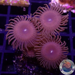 Krustenanemonen „Devil“ WYSIWYG