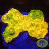 Echinophyllia spp. „Gold Rush“ WYSIWYG „AD Special“