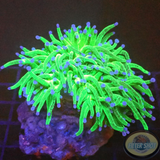 Euphyllia glabrescens „Glitter“ WYSIWYG