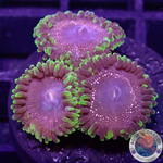 Krustenanemonen “Psychosis” WYSIWYG
