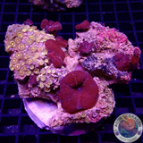 Discosoma & Paradise Zoa WYSIWYG „AD Special“