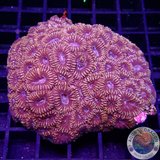 Favia spp. „Ultron“ WYSIWYG