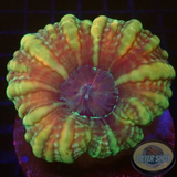 Cynarina lacrymalis „Orange Cat“ WYSIWYG „AD Special“