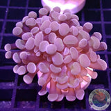 Euphyllia baliensis „Cooper P.“