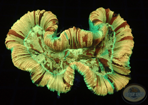 Trachyphyllia geoffroyi „Rainbow Tiger“ WYSIWYG