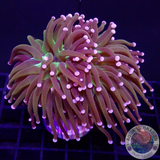 Euphyllia glabrescens „Hellraiser“