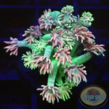 Goniopora spp. „Rainbow“