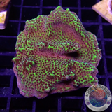 Montipora confusa WYSIWYG