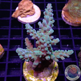Acropora spp. „Smooth Horn“ WYSIWYG