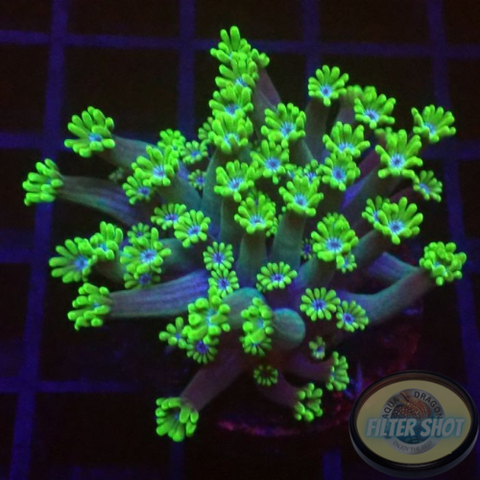 Alveopora spp. „Toxic Blue Heart“