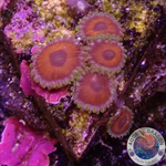 Krustenanemonen „Watermelon“ WYSIWYG
