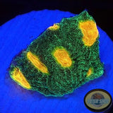 Echinophyllia spp. “Golden Boy” WYSIWYG “AD Special”