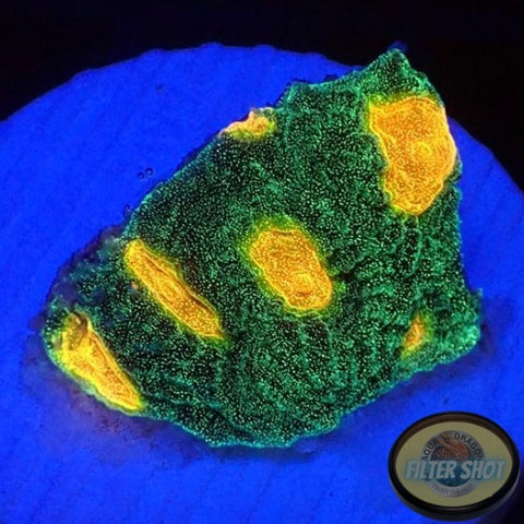 Echinophyllia spp. “Golden Boy” WYSIWYG “AD Special”