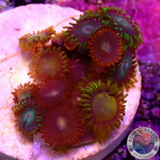Krustenanemonen „Mixi Daisy“ WYSIWYG