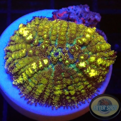 Rhodactis spp. „ODB“ WYSIWYG „AD Special“