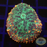 Rhodactis spp. „FFR“