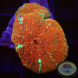 Discosoma spp. „Pearly“ WYSIWYG