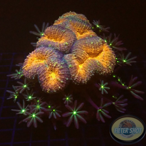 Lobophyllia spp. „Hint of Knopia“ WYSIWYG „AD Special“