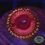 Krustenanemonen „Hallacious“ WYSIWYG