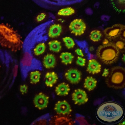 Krustenanemonen „Brazil“ WYSIWYG