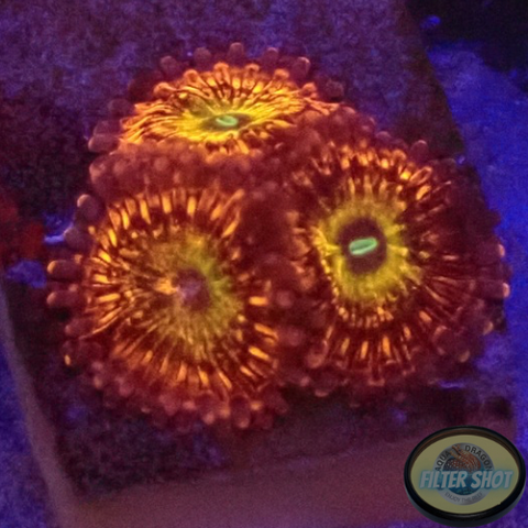 Krustenanemonen „Krakatoa God“ AD Special