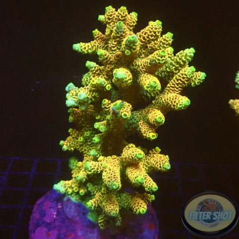 Acropora millepora „Peaches & Green“ WYSIWYG „AD Special“